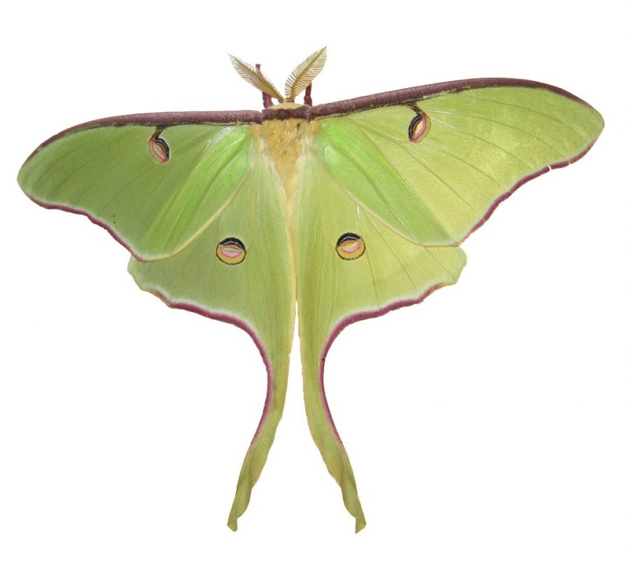 Google Labeled for Reuse Photo via https://commons.m.wikimedia.org/wiki/File:Luna_Moth_by_Joey.jpg under the Creative Commons License
