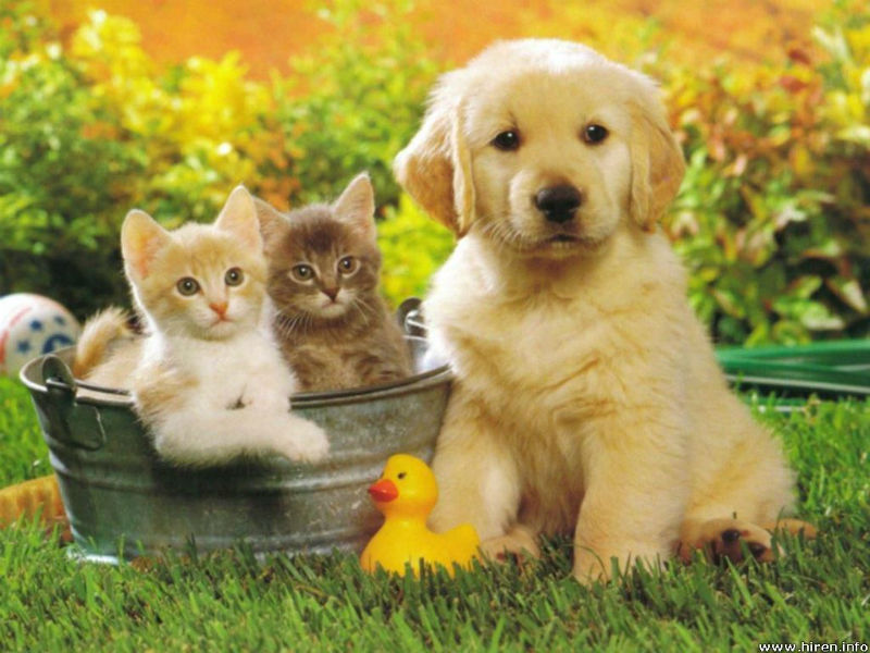 PURRFECT PETS: Having a pet is a big deal to make them well-trained.