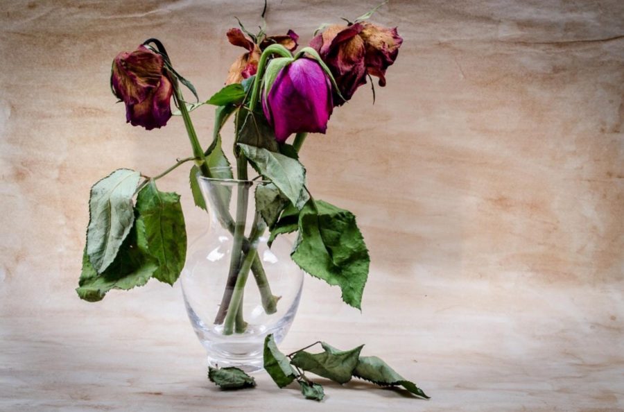 Photo via https://pixabay.com/en/flower-dead-wither-rose-death-316437/ under the Creative Commons License