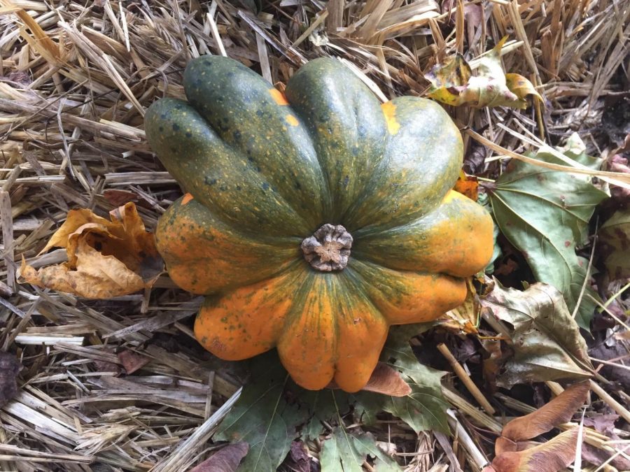 An unusual pumpkin