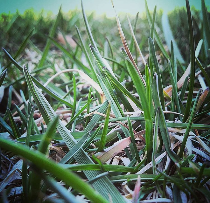 A simple grass picture - Taken by Emily Snyder