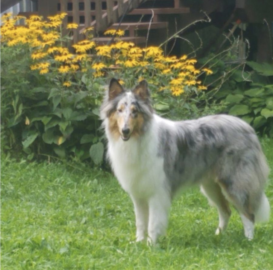 Jac standing in the yard of his favorite place: Upstate New York