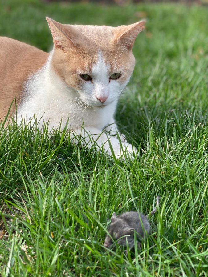 HUNTING ITS PREY: Gavin Slicner’s cat ,Noah, hunts down a mouse in the grass.

