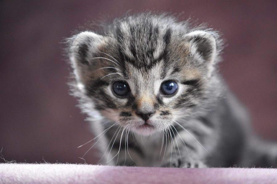Photo via https://pixabay.com/photos/cat-baby-baby-cat-kitten-cat-cute-4201051/ under the Creative Commons License 