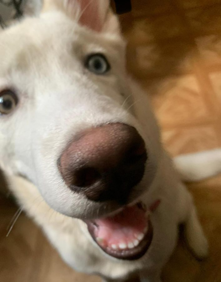 DOG SELFIES:Athena takes a selfie of herself she accidentally made me hit the camera button 