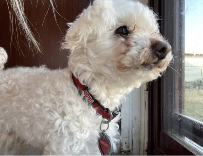 CATCH THAT MAILMAN: Button, a 12-year-old toy poodle watches as the mailman crosses the street to my house on a bright day by the screen door. 
 