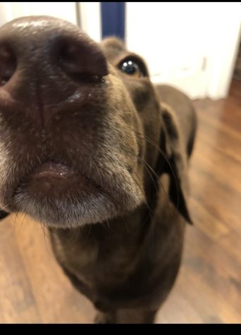 BOOP!: Hershey got your nose! Here she is posing for a picture.