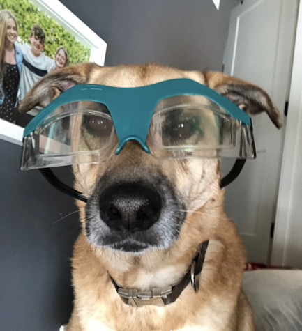 ISLAND DOG! Rocky wears glasses.