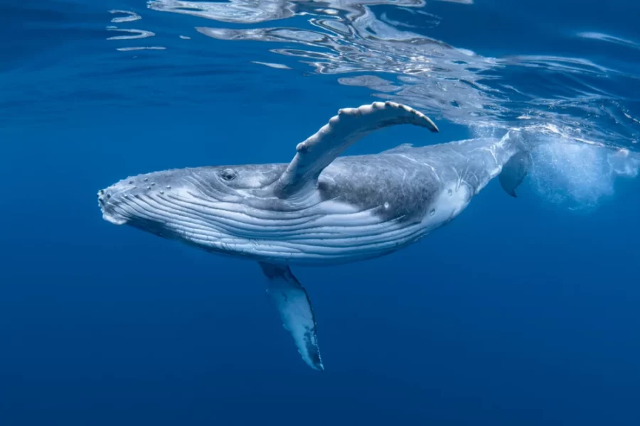 photo Via https://www.americanoceans.org/species/humpback-whale/ creative comments licence 