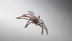 Photo Via Royalty-free Huntsman Spider photos free download | Pxfuel
creative commons licence 