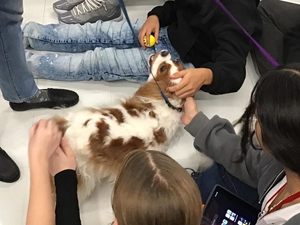 Mrs. Van Handel’s dogs play with journalism students in Mr. Malmstrom’s class.
