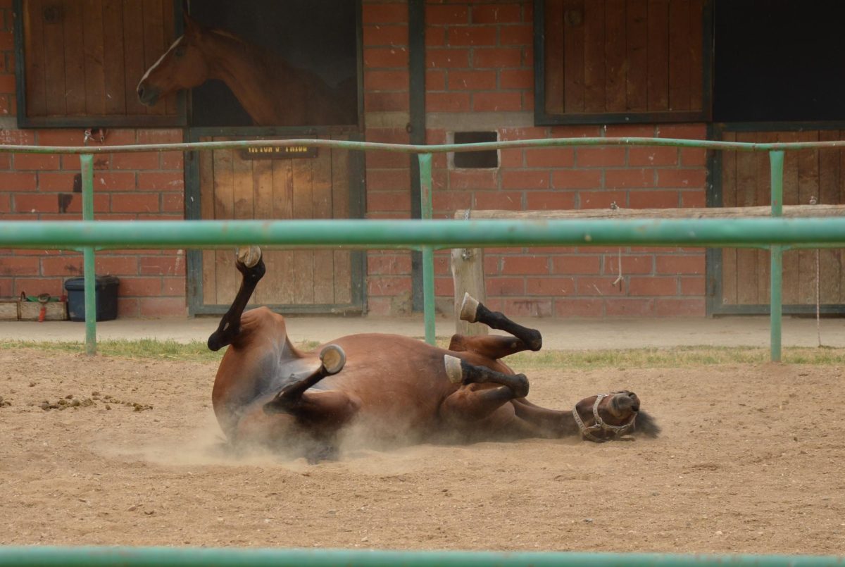 Photo from https://commons.wikimedia.org/wiki/File:Horse_rolling_on_the_ground.jpg under the Creative Commons License
