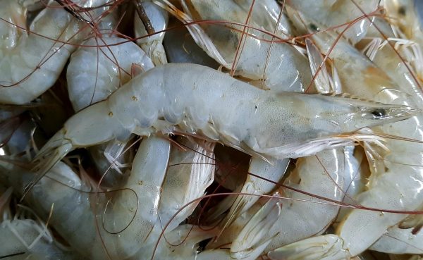  Photo from https://upload.wikimedia.org/wikipedia/commons/8/85/Pacific_white_shrimp.jpg under the Creative Commons License
