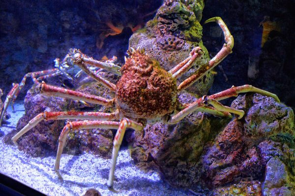 A Japanese Spider Crab moves around its aquarium as someone takes a photo of it. 

Photo from https://www.flickr.com/ under the Creative Commons License