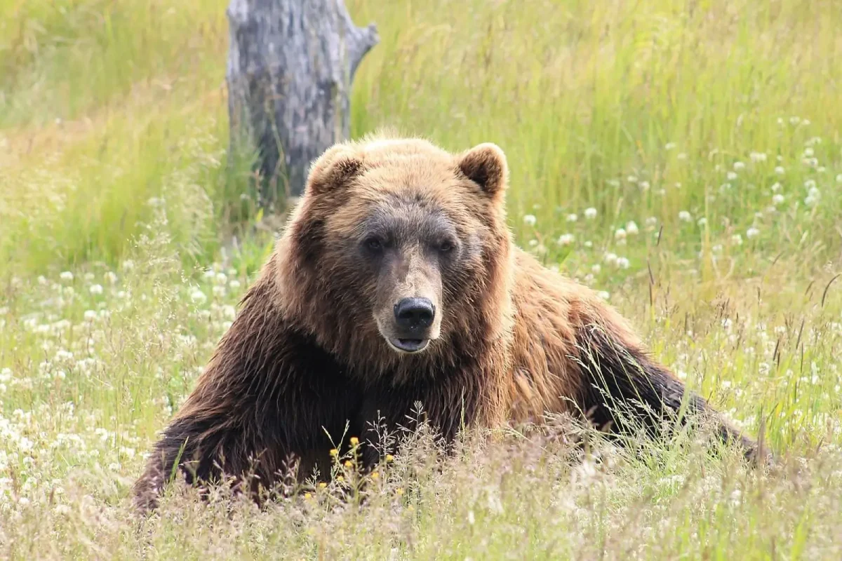 Photo from https://animalia.bio/brown-bear under the Creative Commons LIcense 




