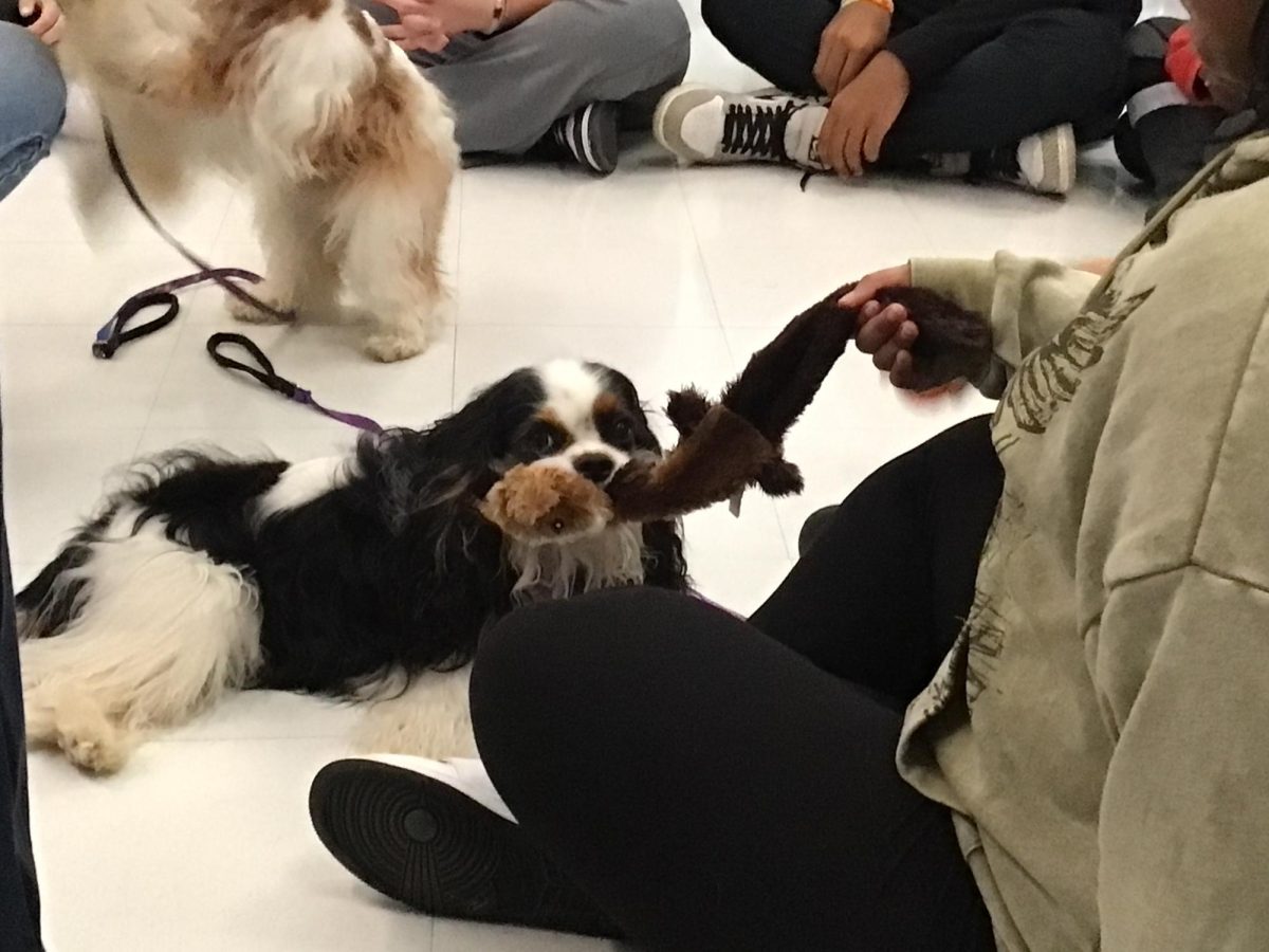 Cooper shows his favorite toys in Mr. Malmstrom’s journalism class after an interview.
