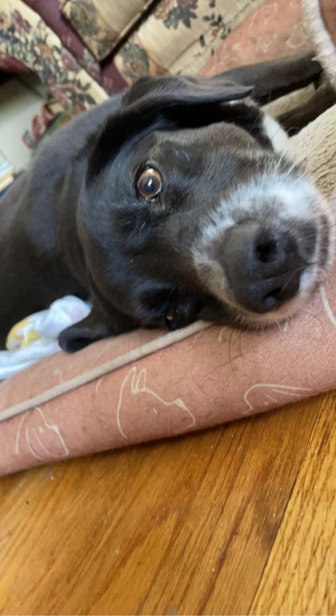 Molly lays down in her bed.