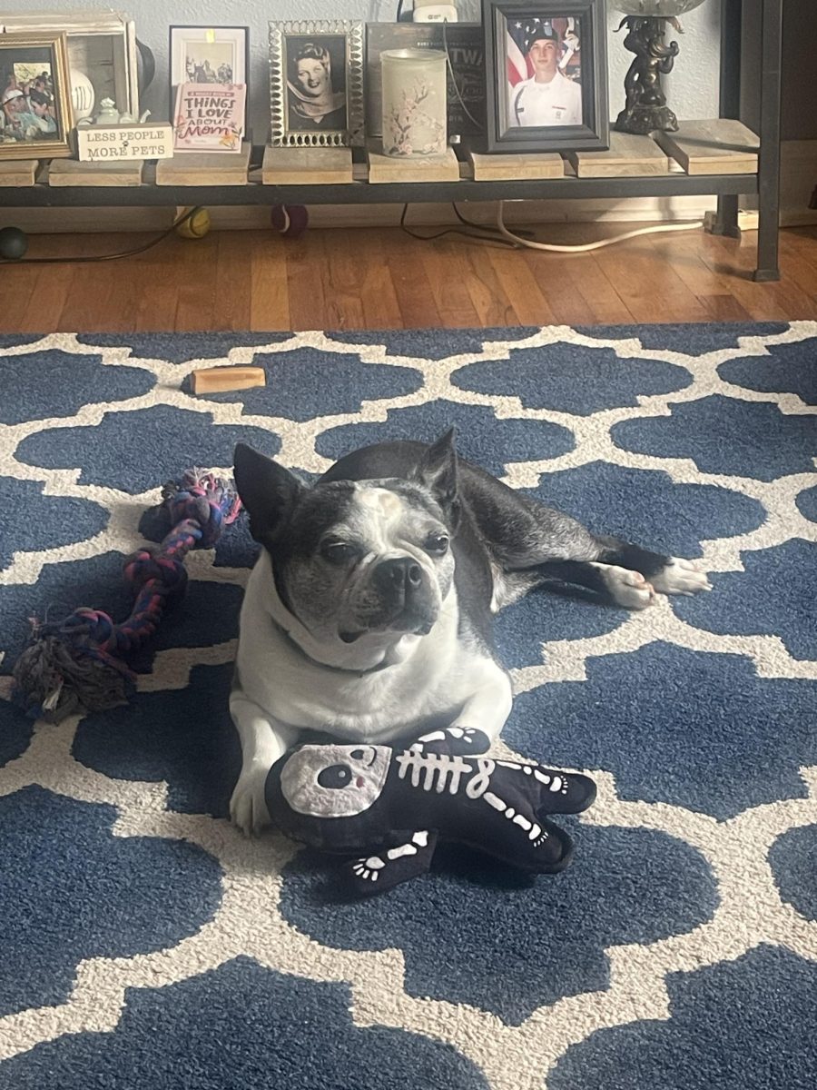 Charley sitting with his toy in the living room