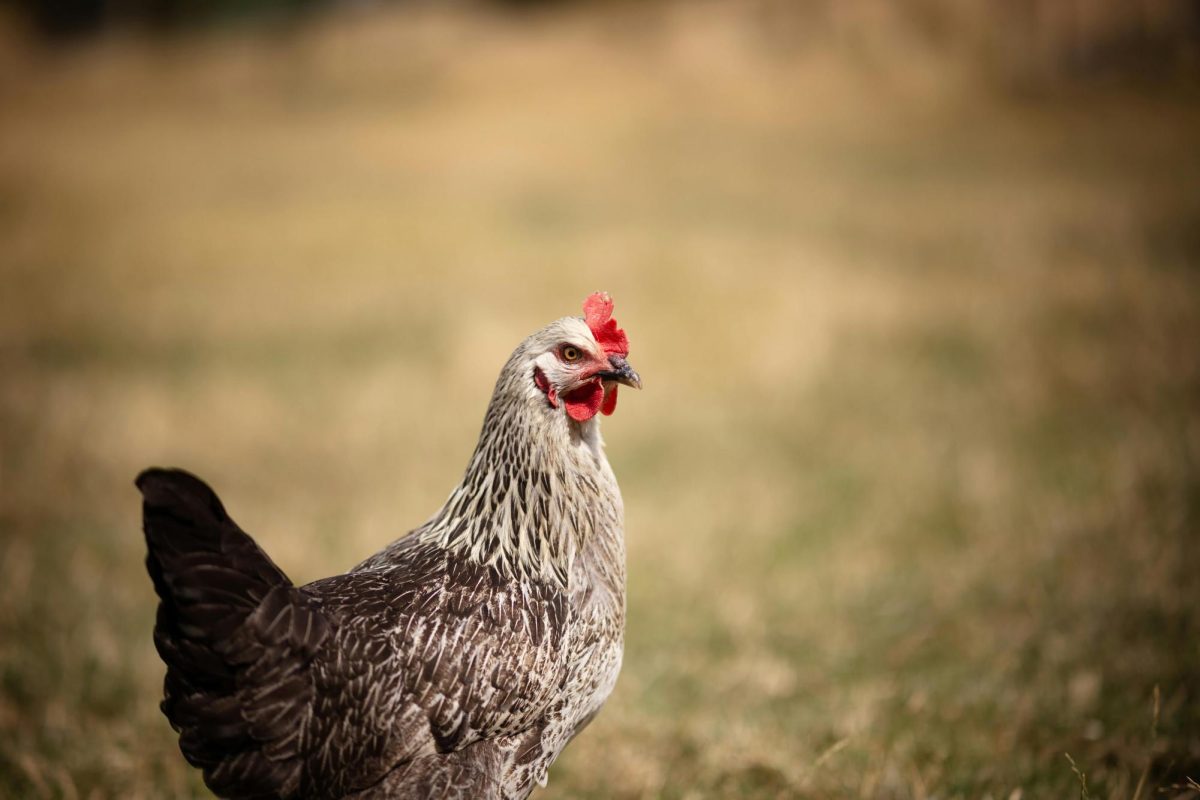 Photo from https://www.pexels.com/photo/a-chicken-standing-in-a-field-with-grass-17725981/ under Creative Commons Licence.