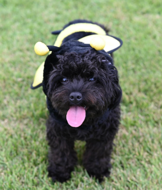 Ruby shows off her bee costume.