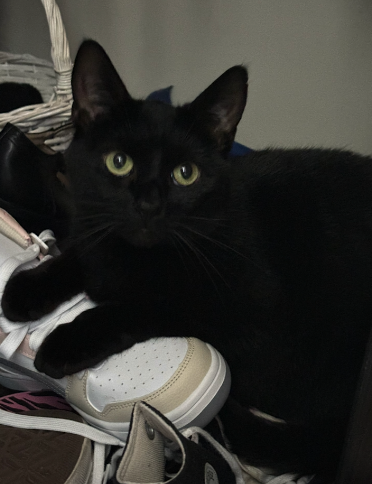 Nala sits for photo on top of shoes.