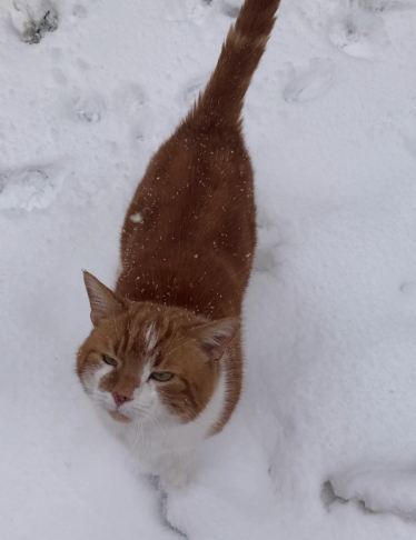 Pumpkin poses in the snow.