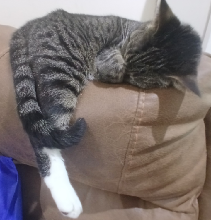 Kiwi takes a nap on a chair
