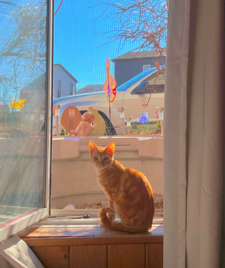 Milo sits next to a big window.
