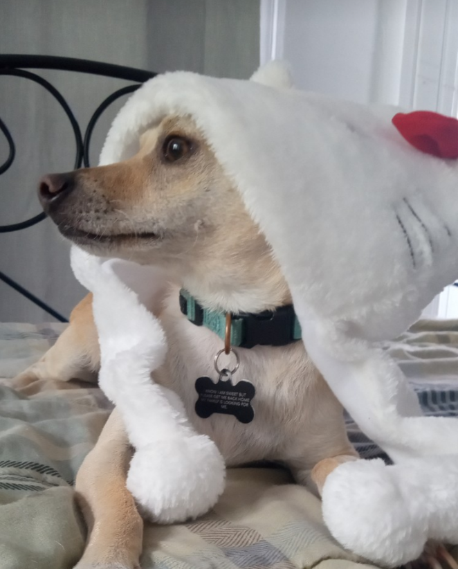 Simba wears a Hello Kitty hat while he lies on the bed 
