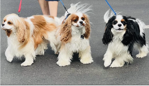 All of the 3 dogs all together