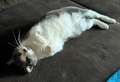 Chunky boy laying on the couch ❣️