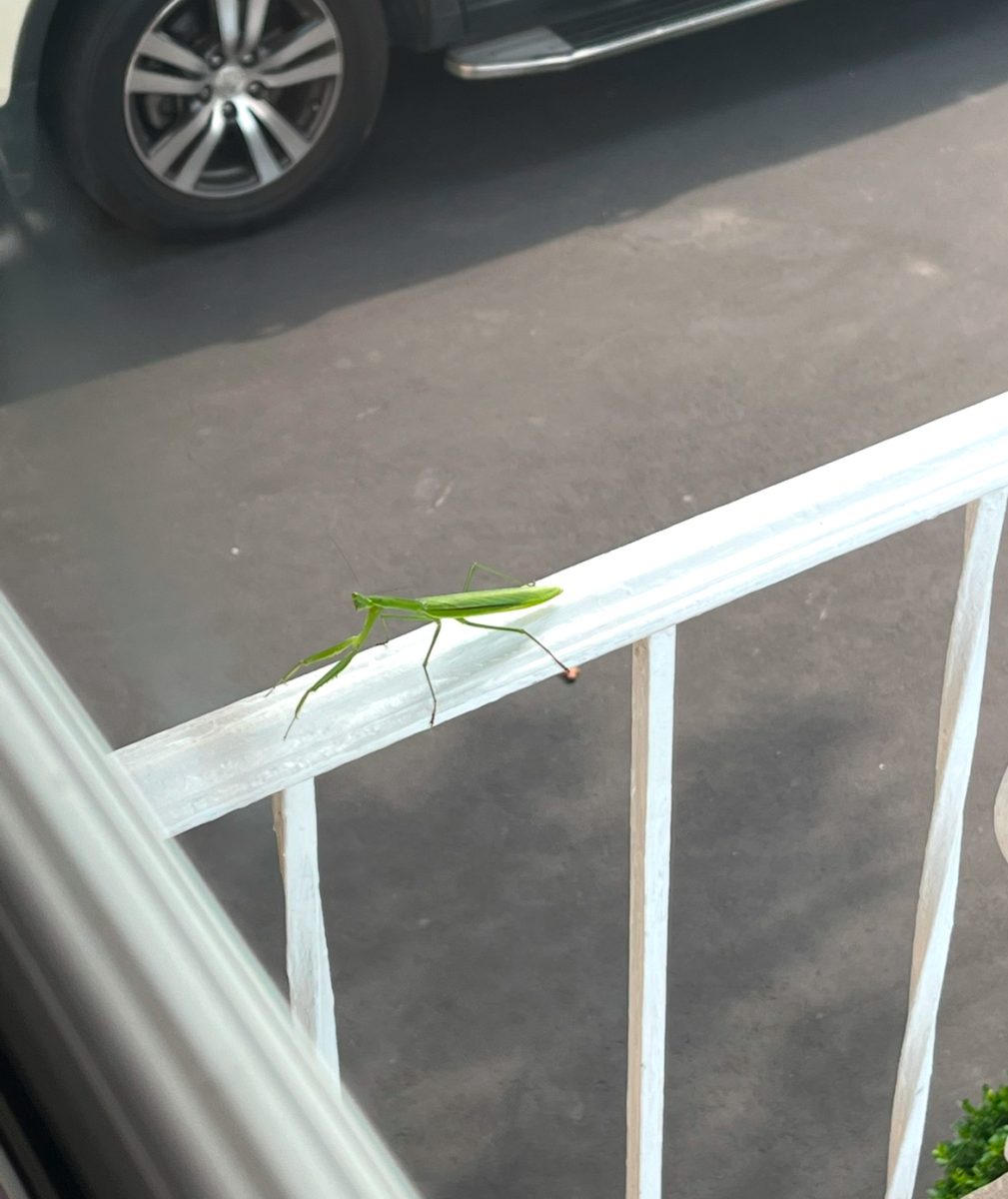 Baddie Prankie is crawling up the railing.