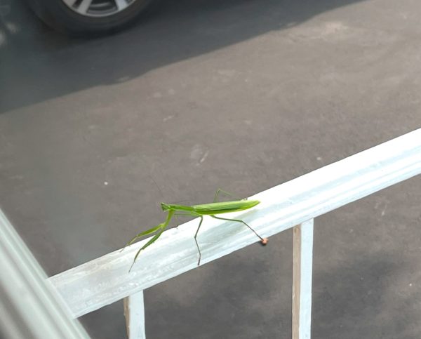 Praying Mantis