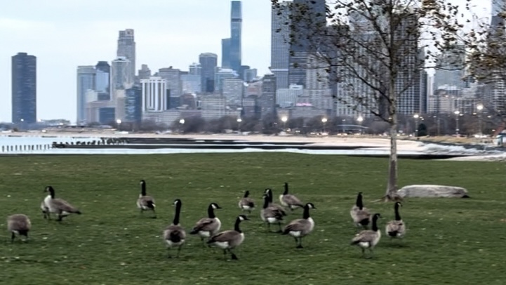 A group of geese frolicking in the grass, in Chicago, Illinois, by the Michigan Lake on a windy Friday late November.