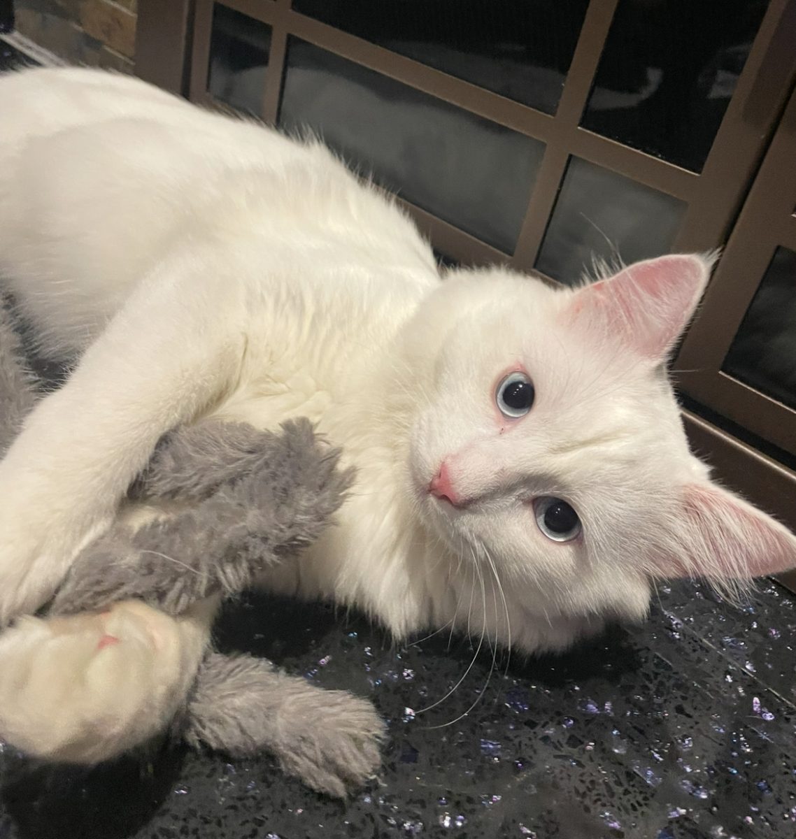 Bora lies near the fireplace playing with one of his toys.