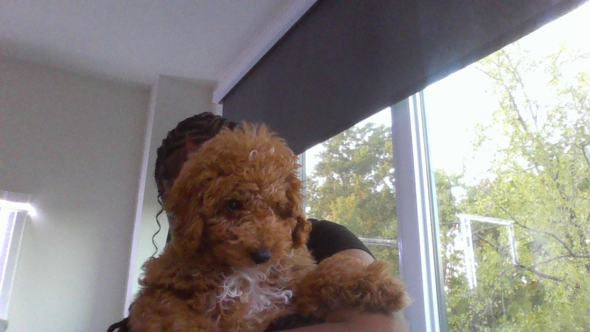 Sebastian looks at the camera while I'm holding him and trying to get his attention. He is very calm.
