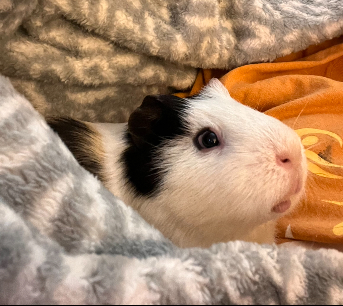 Cookies cuddles up in a blanket and poses for the camera. 