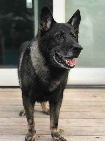 Bella poses for a picture on the backyard porch.