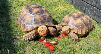 Elmo and Dawn munch on strawberries in the backyard.