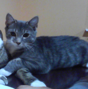 Juanito is lies down on a glass table while looking into the camera.
