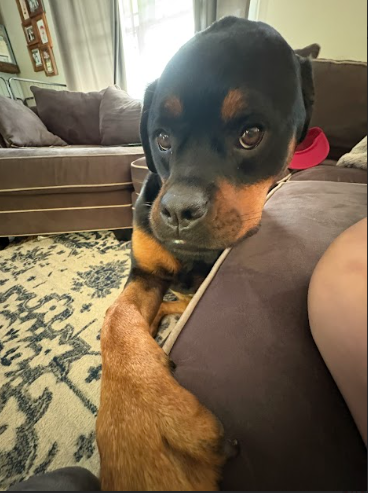 Stella wants more pets.