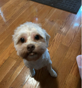 This is Benny. He excitedly waits for his treat. This is at my house. 