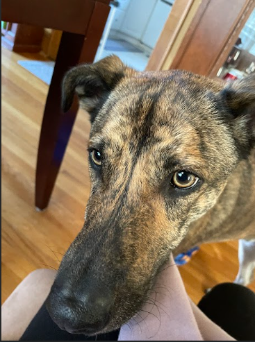 Reggie wants the food I'm eating.