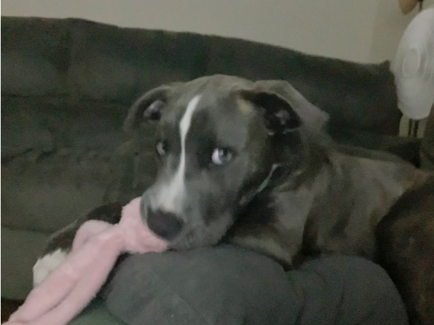 MEET DIESEL