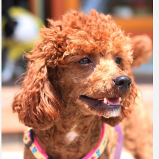 Chewie smiles happily for the camera.