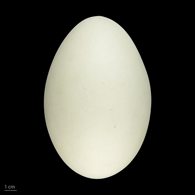 National Egg day