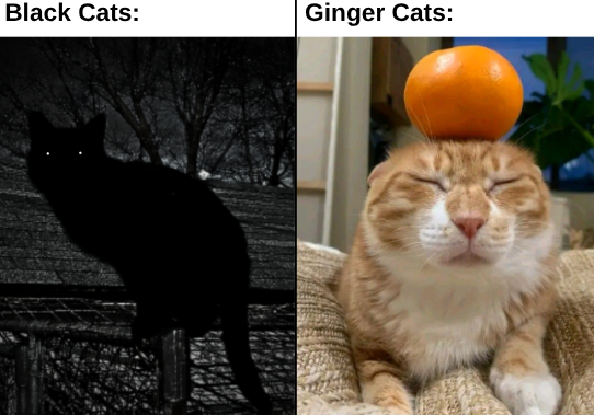 WMS Cat Memes