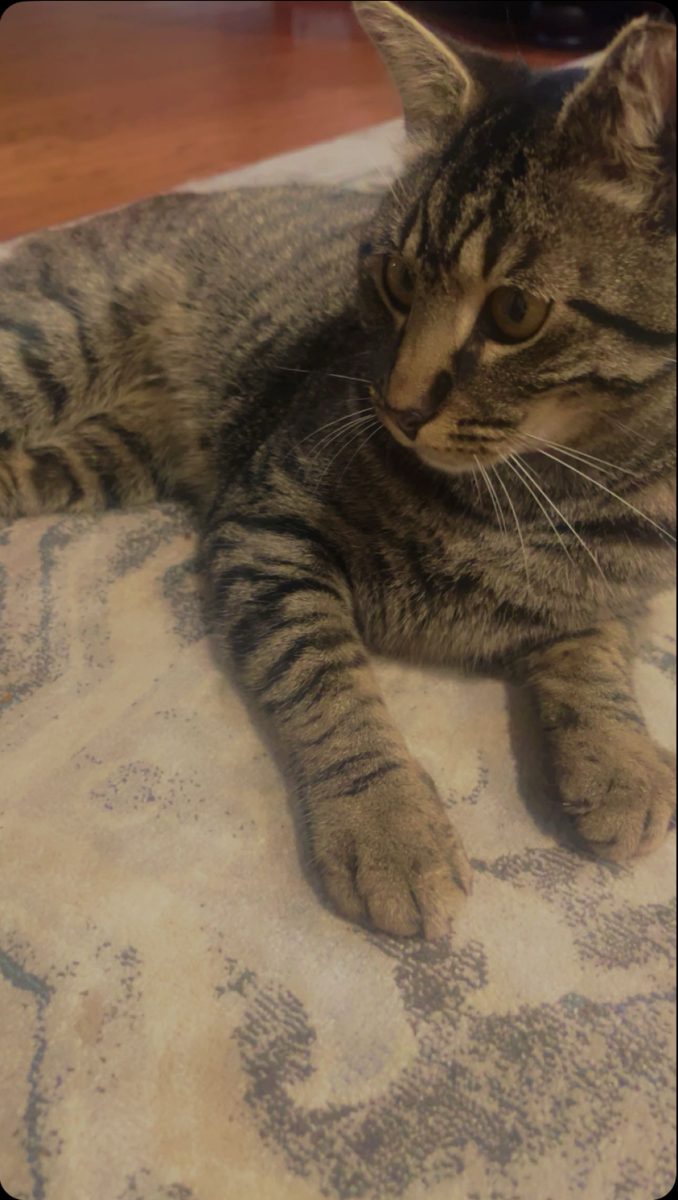 Tiger poses for a picture.