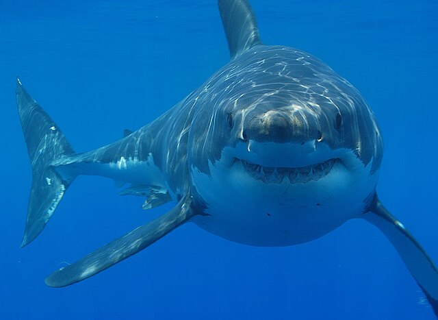 Shark: Photo from Wikimedia Commons
