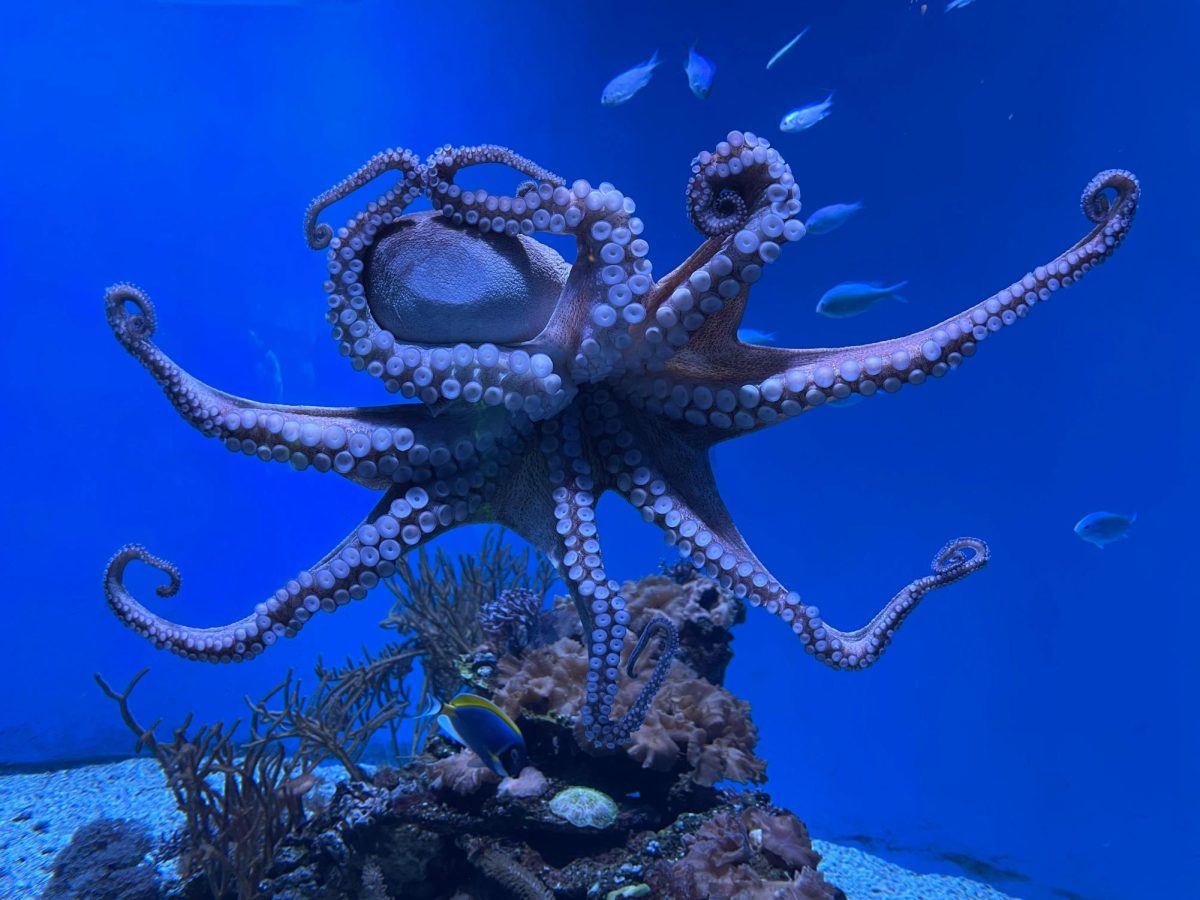 Octopus from Pexels